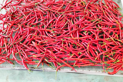 辣椒烘干